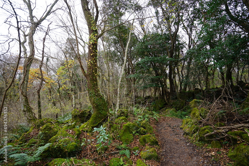 Fototapeta premium mossy rocks and bare trees in autumn forest