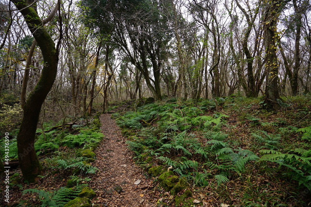 autumn forest path through fern and bare trees autumn forest path through fern and bare trees