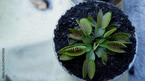Fotografie, Tablou Planta carnivora Dionaea muscipula