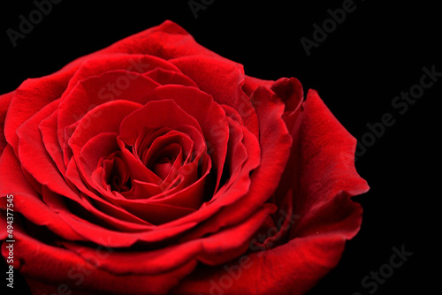Fototapeta Naklejka Na Ścianę i Meble -  一輪の真赤なバラ