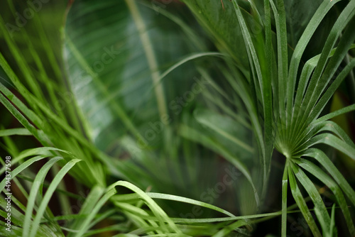 blurred green palm leaves natural tropical background