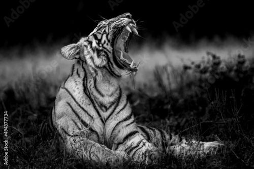 Foto angry wild bengal tiger fine art portrait in isolated black and white bacground