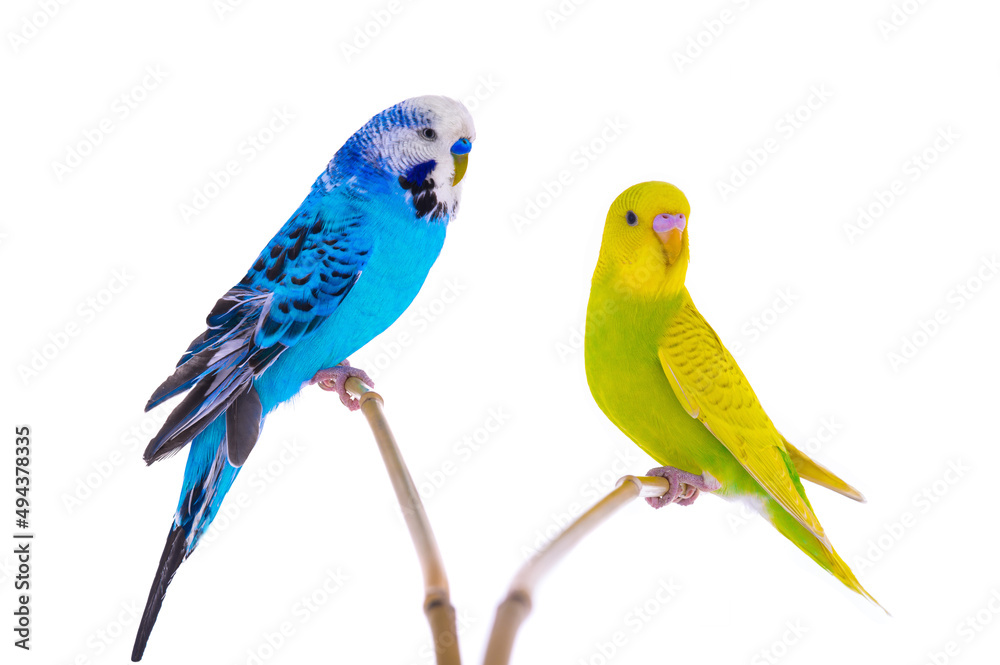 Two budgie isolated on white background Two budgie isolated on white background