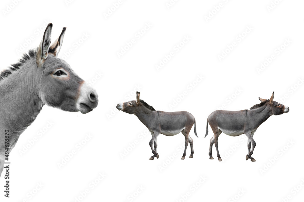 donkey portrait isolated on white background