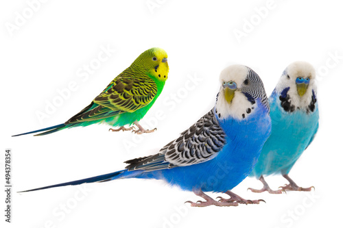 white budgie and green budgie isolated © fotomaster