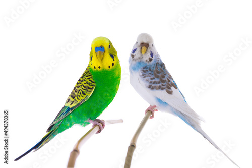 white budgie and green budgie isolated