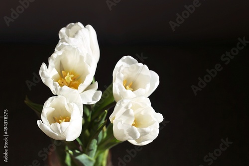 White tulips on a black background