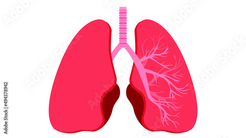 Lungs anatomy with inscription. Internal organs of the human body are isolated on white background.
