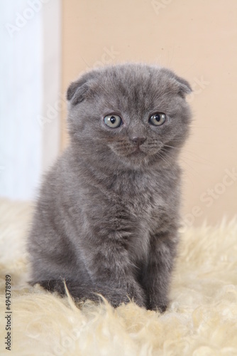 british kitten
