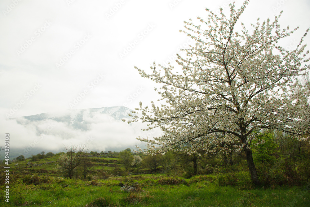 Abruzzo - Spring blooms on the Majella plateau. Abruzzo - Spring blooms on the Majella plateau.