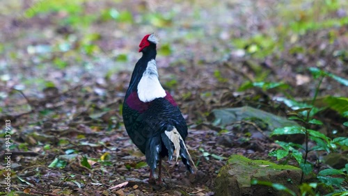 Female adult Svensson's Pheasant (Lophura swinhoii) Secretive, handsome endemic pheasant in the mountains of Taiwan. Yilan County, Taiwan. 2022. photo