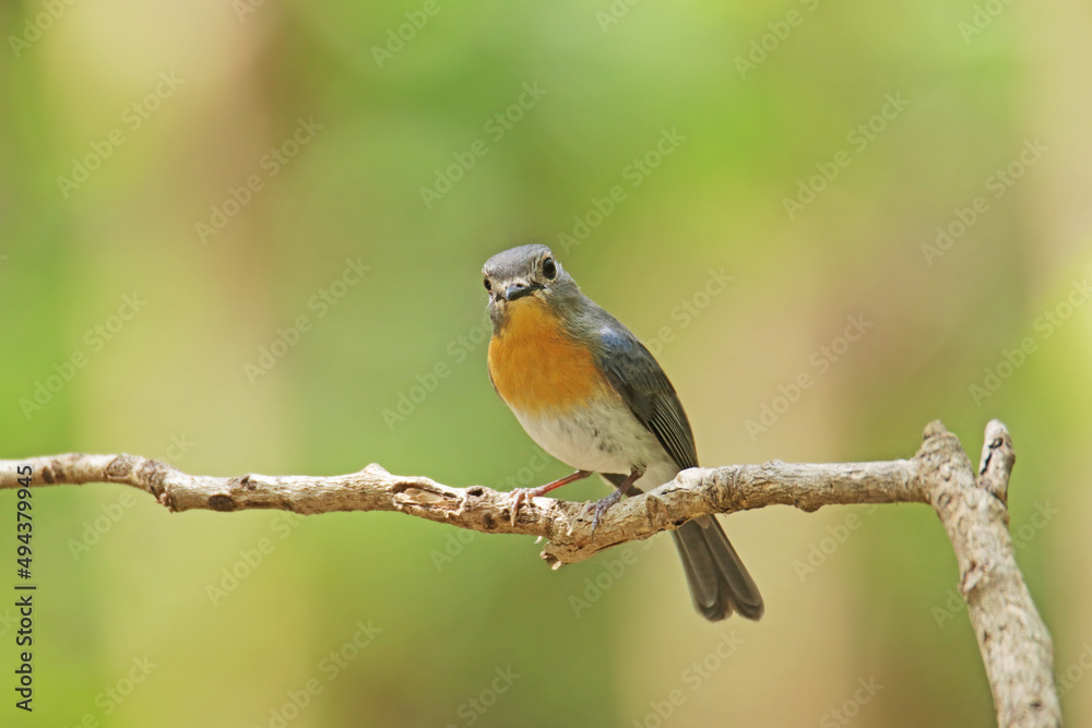 The female Indochinese Blue Flycatcher on a branch The female Indochinese Blue Flycatcher on a branch