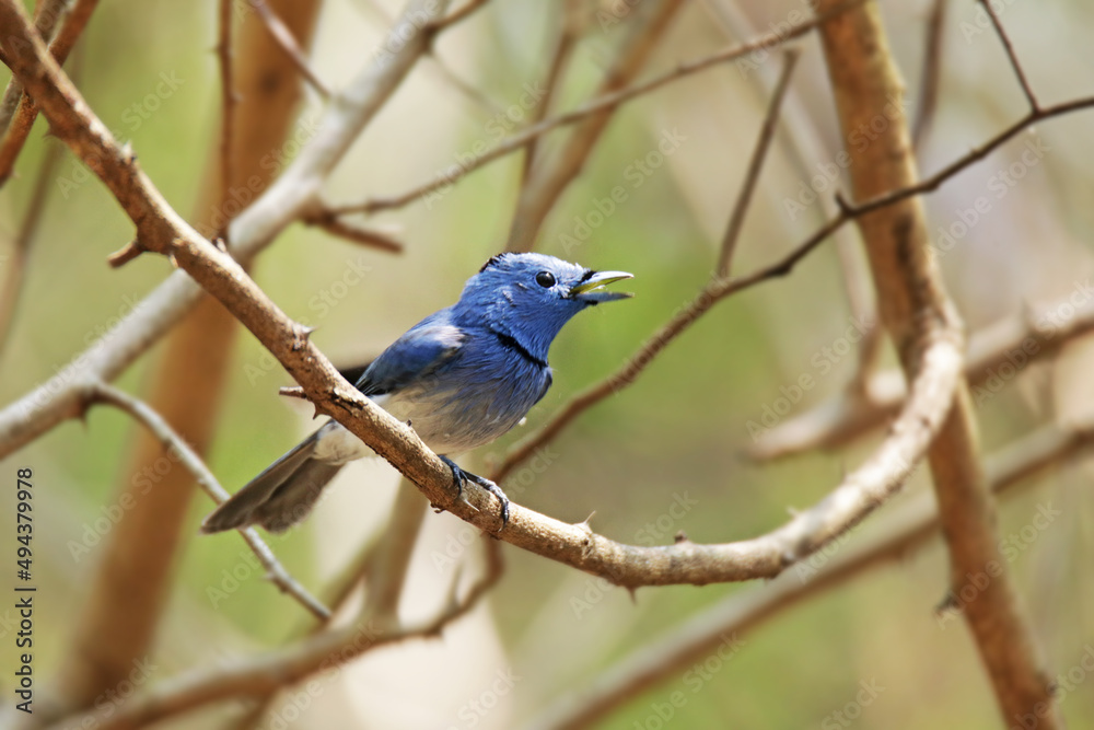 The Black-naped Monarch on a branch in nature