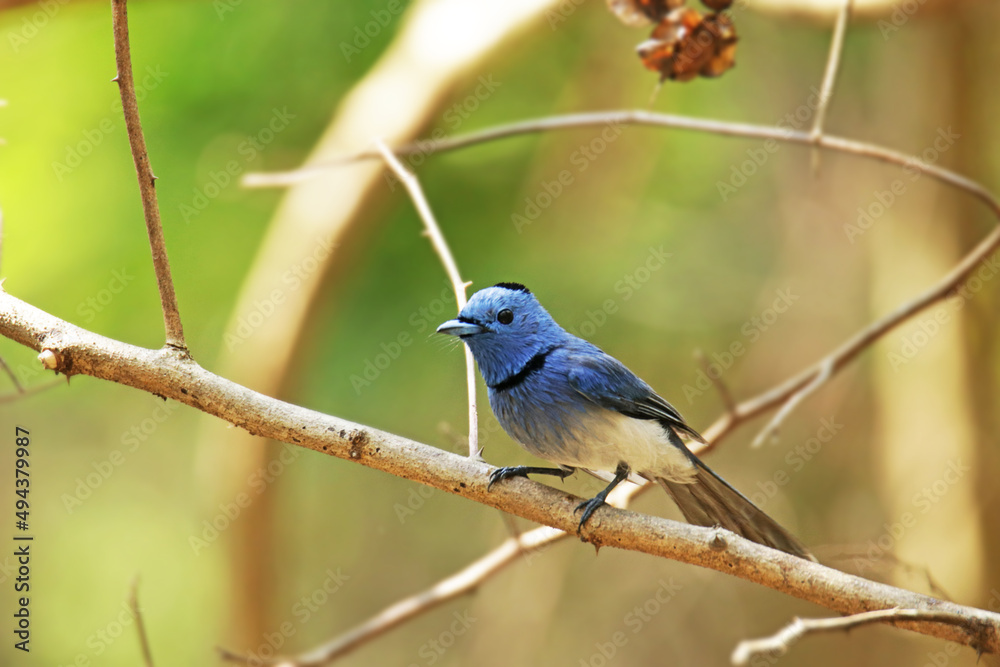 The Black-naped Monarch on a branch in nature