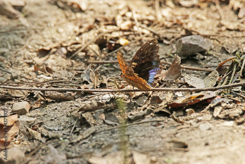 butterfly on the ground