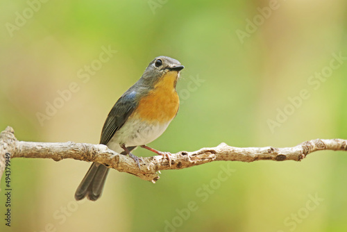 The female Indochinese Blue Flycatcher on a branch