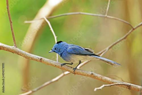 The Black-naped Monarch on a branch in nature