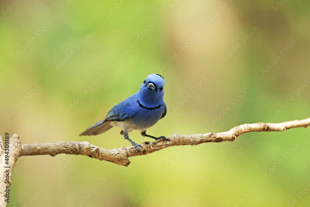 The Black-naped Monarch on a branch in nature