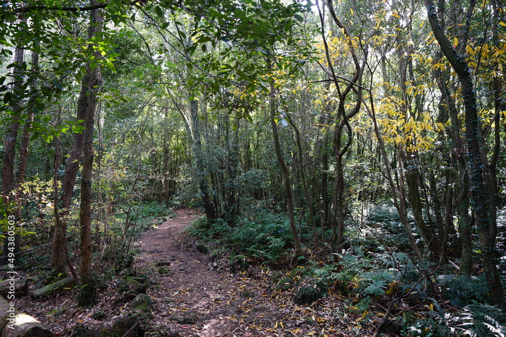 Naklejka premium refreshing autumn forest in the sunlight