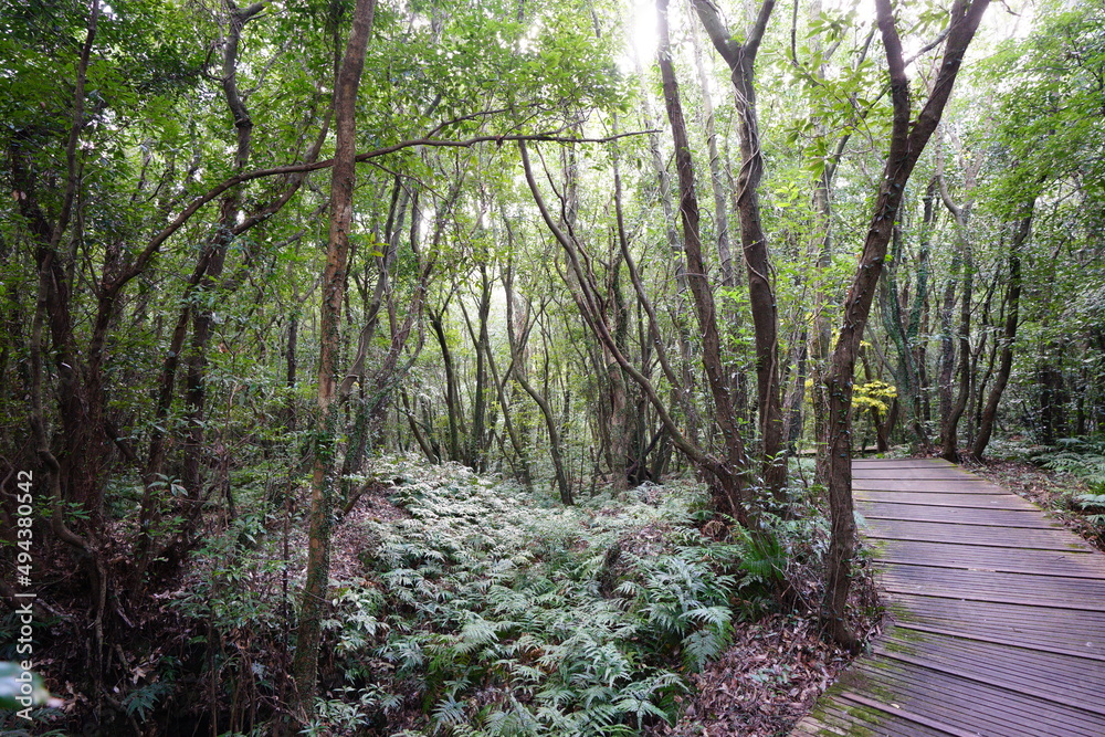 Fototapeta premium fascinating autumn forest with fine boardwalk
