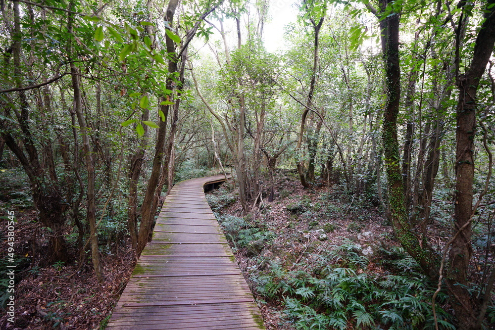 fascinating autumn forest with fine boardwalk fascinating autumn forest with fine boardwalk
