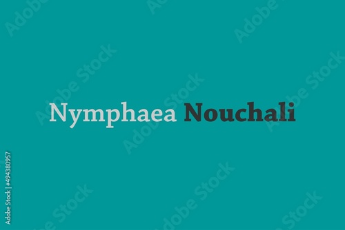 Nymphaea Nouchali medicinal element typography text vector design. Medical science conceptual poster, banner,  and t-shirt design.