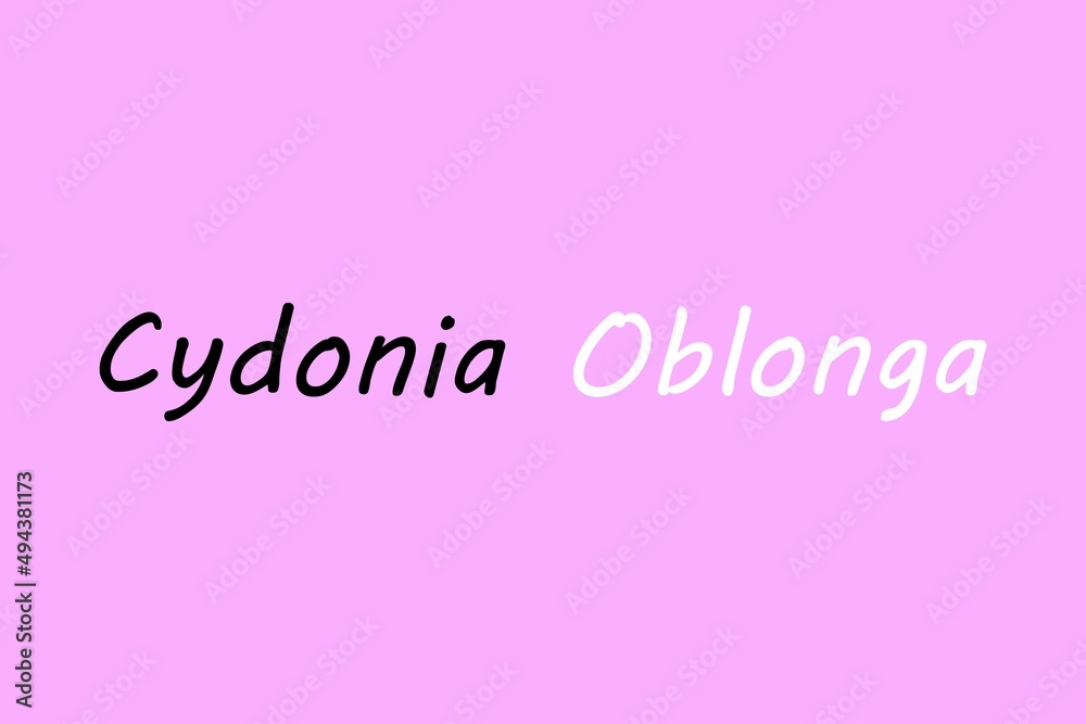 Cydonia Oblonga medicinal element typography text vector design. Medical science conceptual poster, banner,  and t-shirt design.