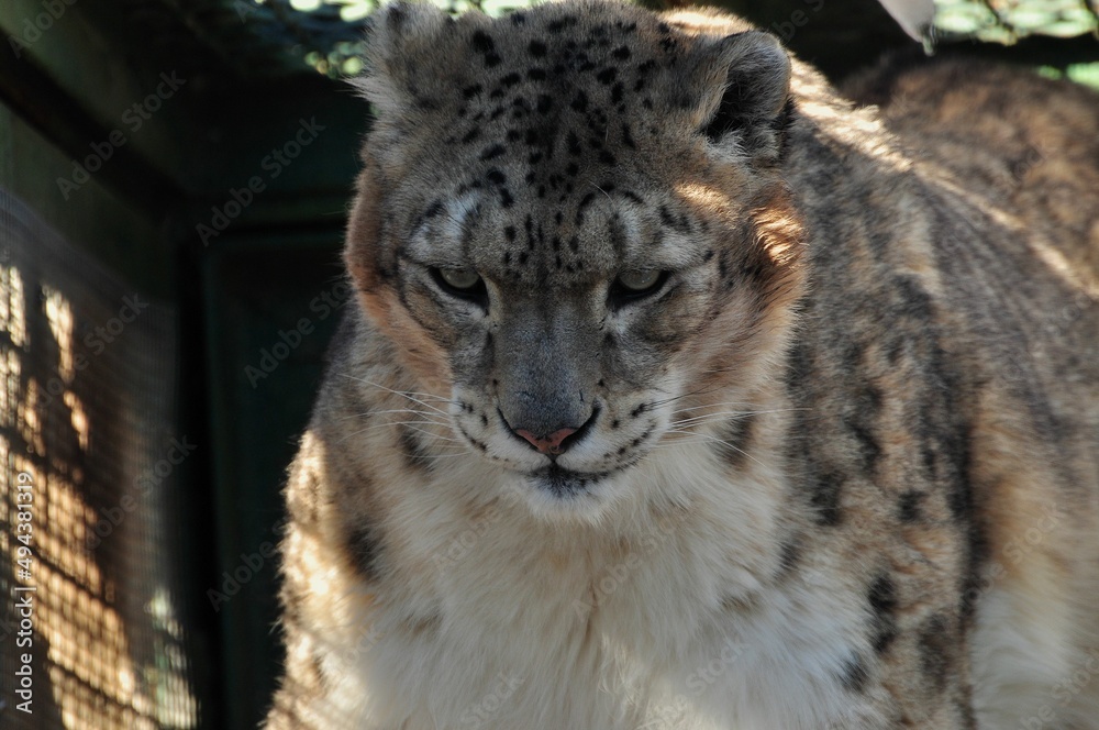 Naklejka premium Animals are a traditionally (since the time of Aristotle) distinguished category of organisms, currently considered as a biological kingdom. Animals are the main object of zoology study.