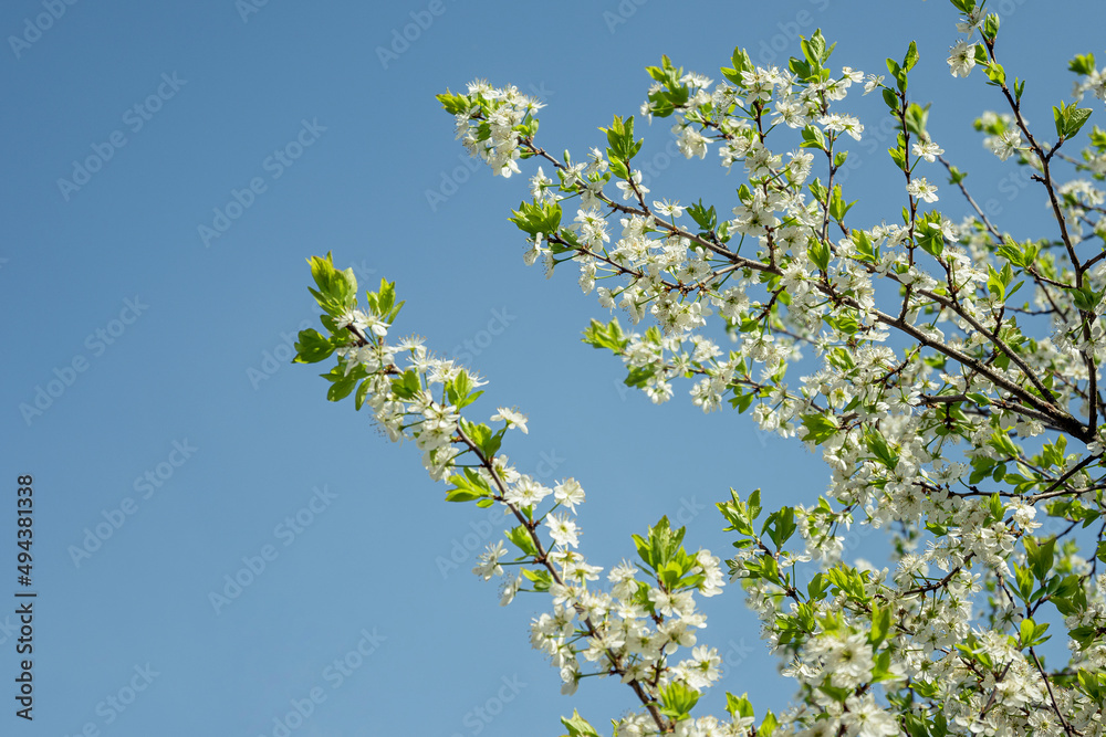 Spring flowering. White flowers on a tree against a clear blue sky in clear sunny weather. Flowering fruit tree. Spring mood. Spring flowering. White flowers on a tree against a clear blue sky in clear sunny weather. Flowering fruit tree. Spring mood.