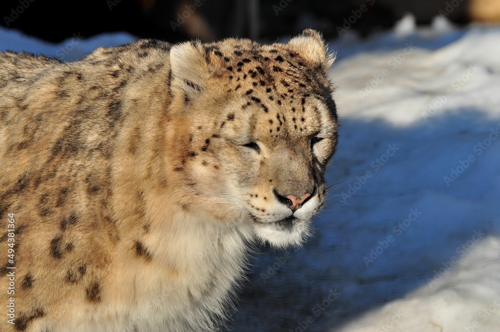 Naklejka premium Animals are a traditionally (since the time of Aristotle) distinguished category of organisms, currently considered as a biological kingdom. Animals are the main object of zoology study.