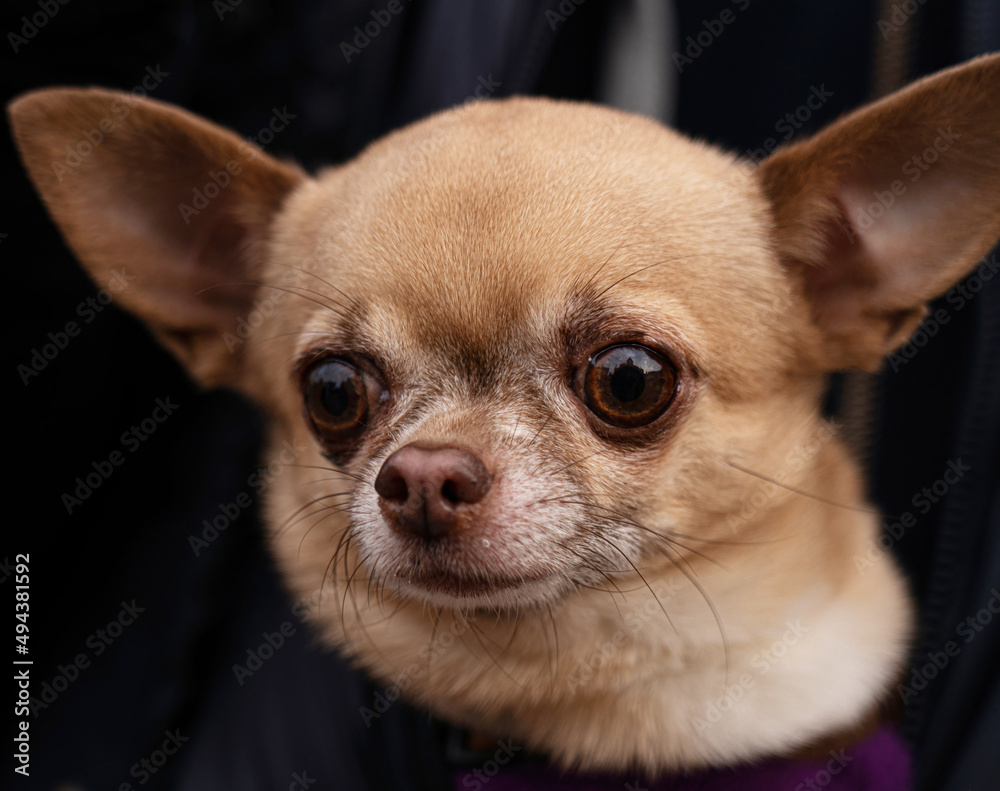 Portrait of dog breed Chihuahua