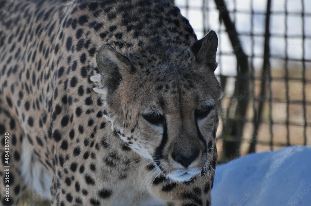 Naklejka premium Animals are a traditionally (since the time of Aristotle) distinguished category of organisms, currently considered as a biological kingdom. Animals are the main object of zoology study.