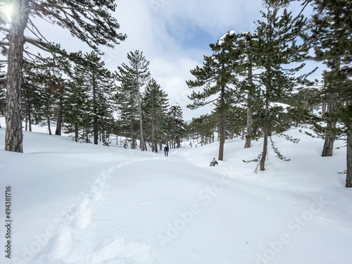 Enjoyable walk in the forest after snowfall