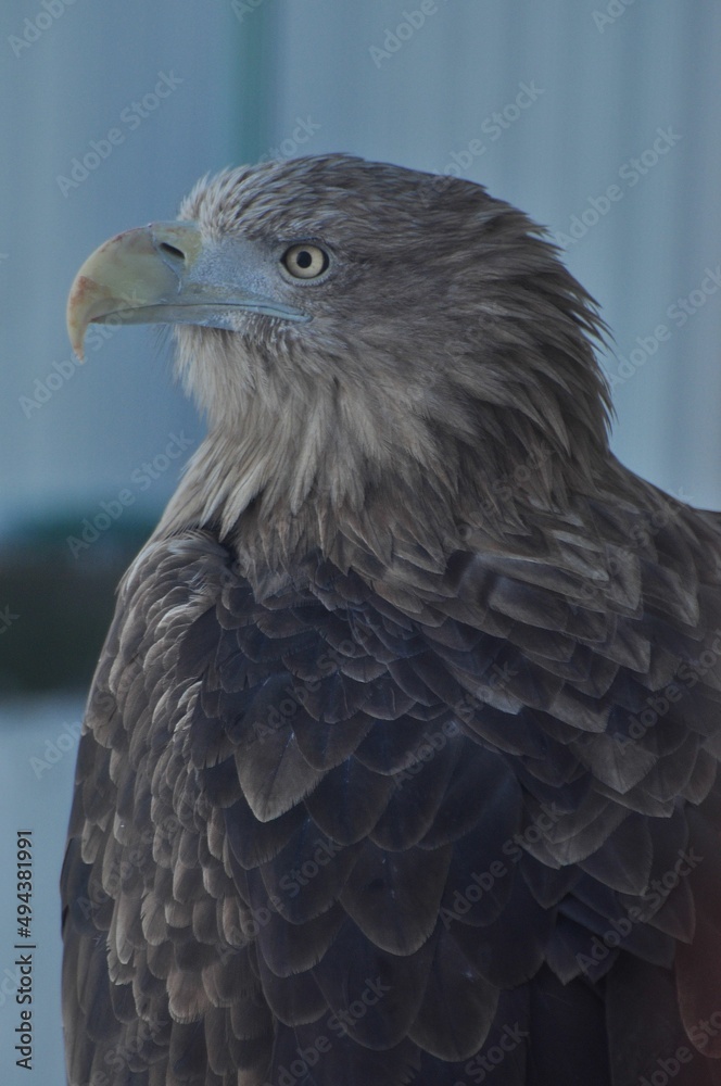 Obraz premium Animals are a traditionally (since the time of Aristotle) distinguished category of organisms, currently considered as a biological kingdom. Animals are the main object of zoology study.