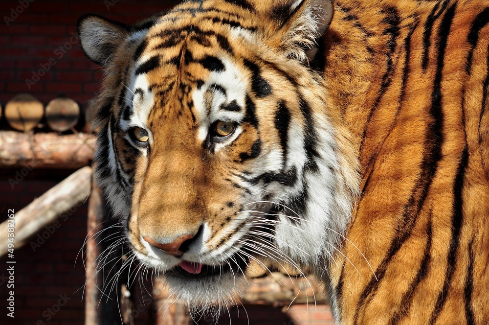 Fototapeta premium Animals are a traditionally (since the time of Aristotle) distinguished category of organisms, currently considered as a biological kingdom. Animals are the main object of zoology study.