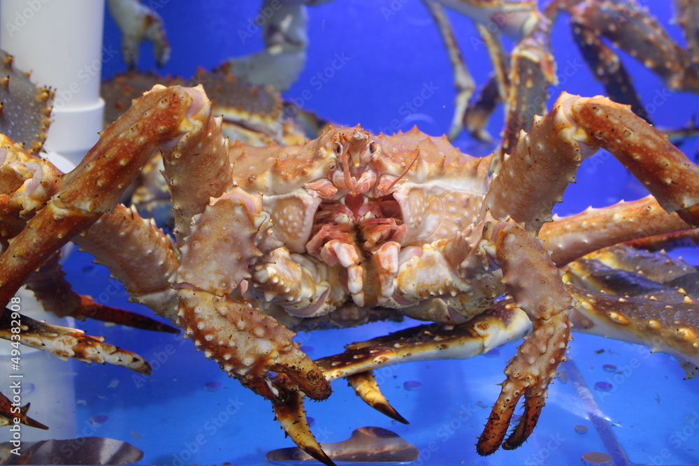 close up of crab in tank