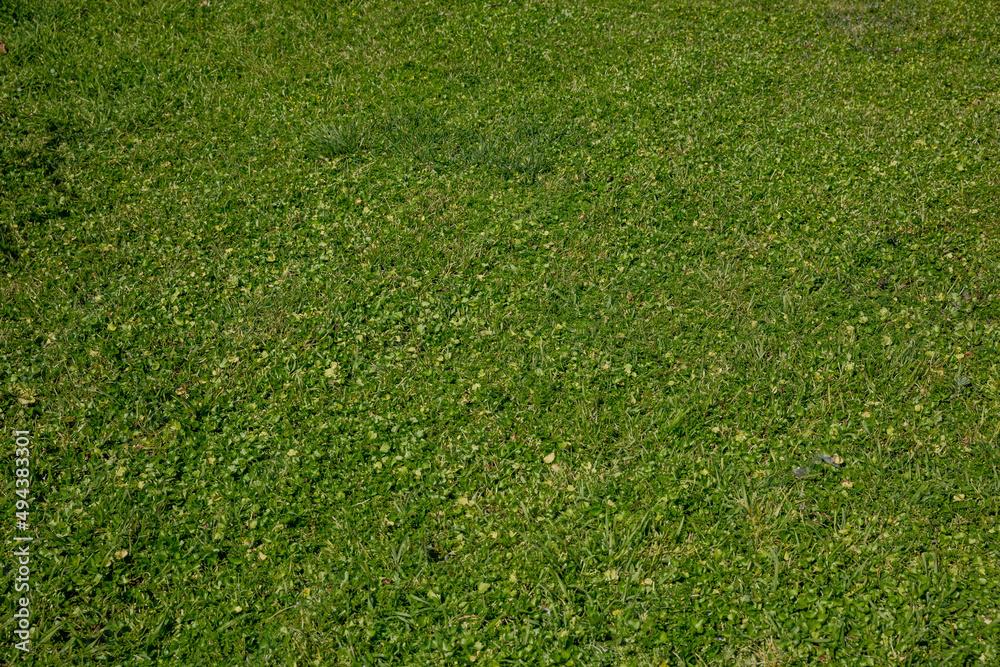 Grass field background texture. Shamrock clover, green wild empty lawn close up view