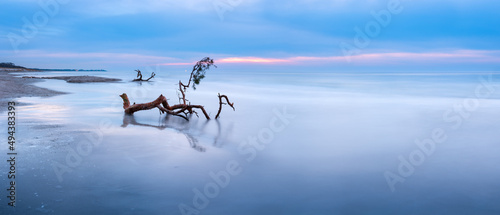 Fototapeta Naklejka Na Ścianę i Meble -  Background Panorama of Seascape with Driftwood on Sand Beach at Dusk, Darß Peninsula, Baltic Sea, Germany