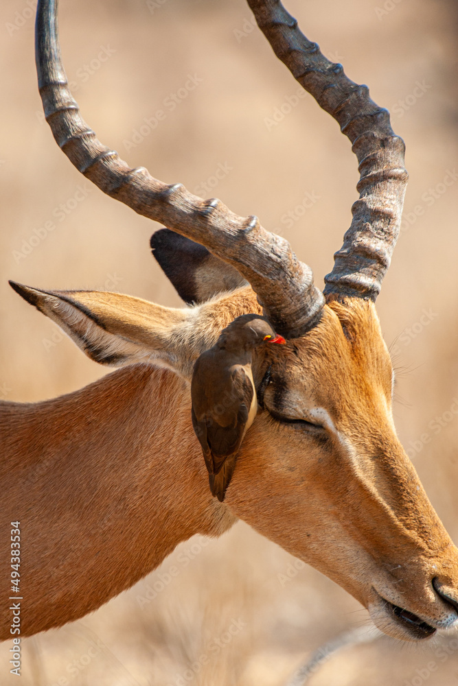 Naklejka premium Impala ram walking along with an Oxpecker feeding in the Kruger Park