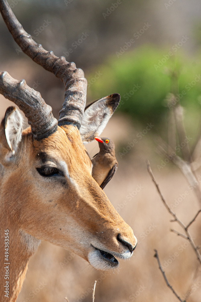 Impala ram walking along with an Oxpecker feeding in the Kruger Park Impala ram walking along with an Oxpecker feeding in the Kruger Park