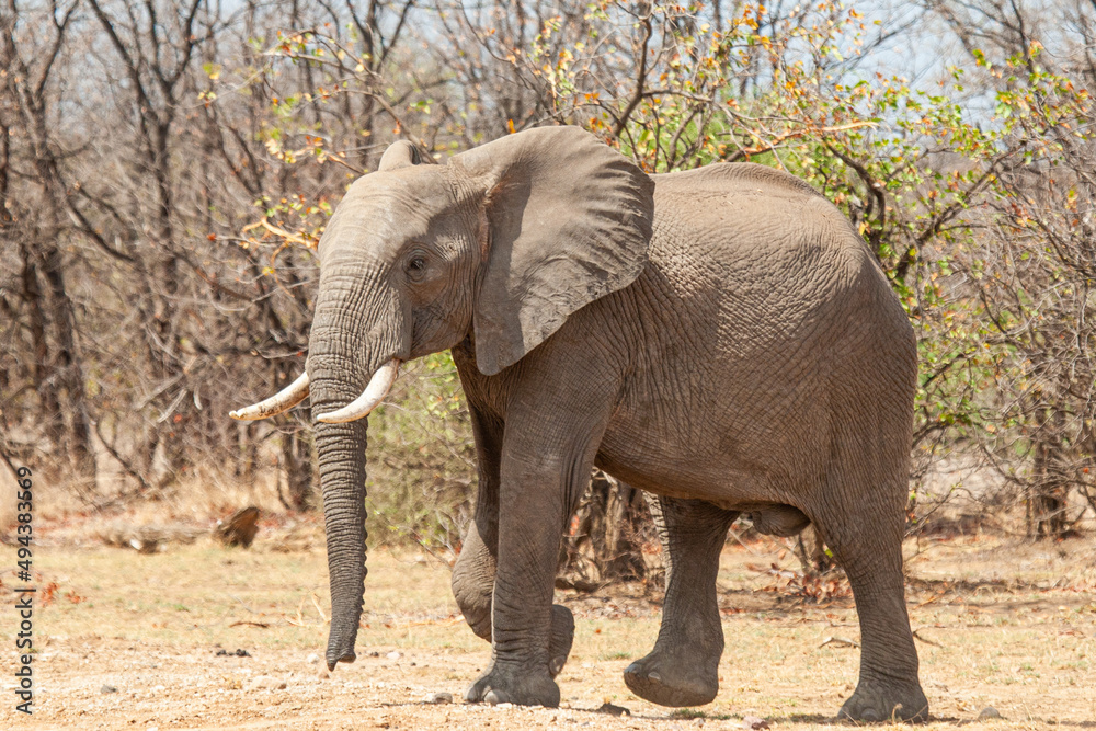 African Elephant walking through the grasslands towards a  waterhole