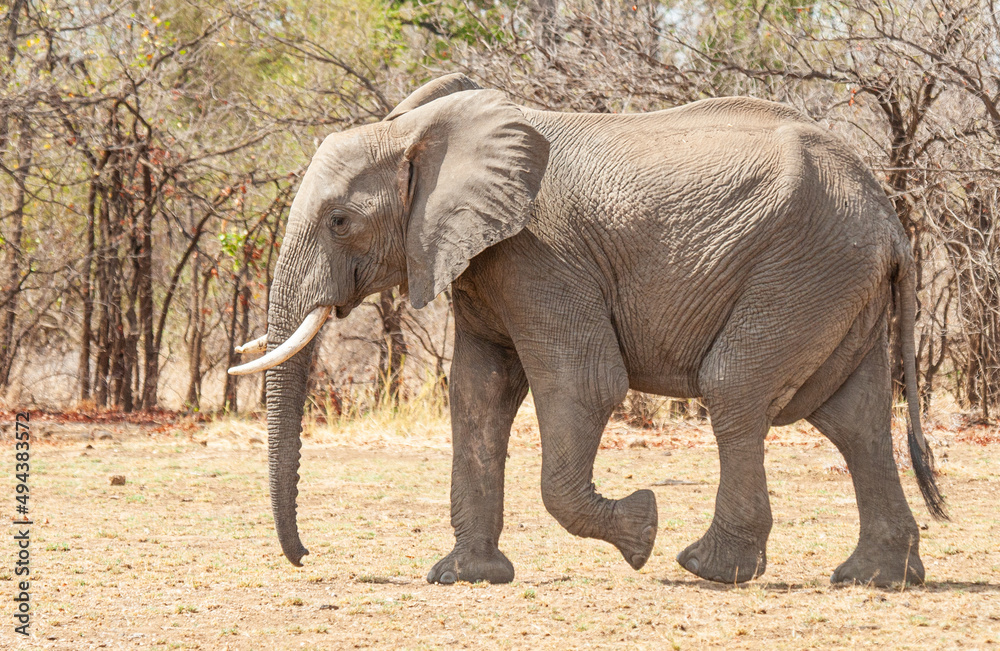 Fototapeta premium African Elephant walking through the grasslands towards a waterhole