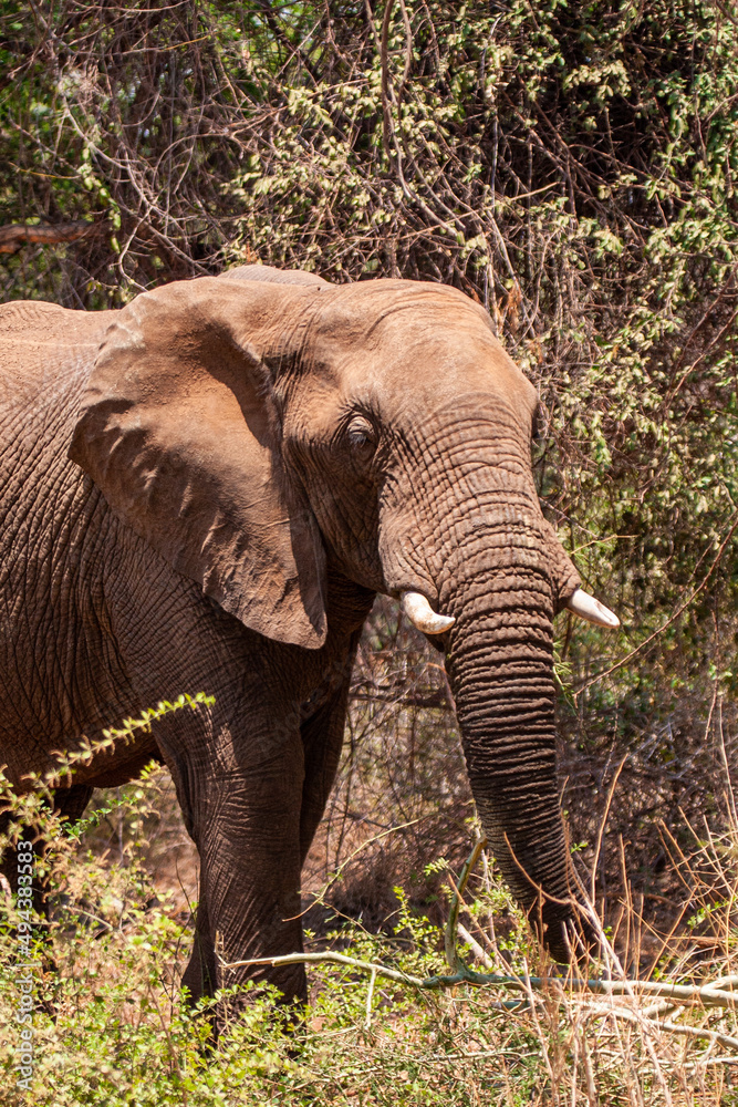 African Elephant walking through the grasslands towards a  waterhole