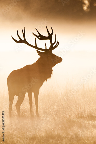 Silhouetted Red Deer during the annual deer rut in Europe