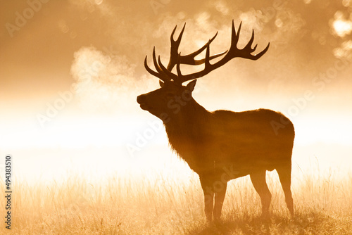 Silhouetted Red Deer during the annual deer rut in Europe