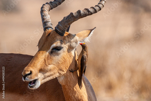 Impala ram walking along with an Oxpecker feeding in the Kruger Park