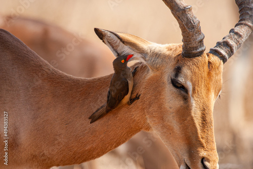 Impala ram walking along with an Oxpecker feeding in the Kruger Park photo