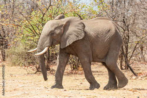 African Elephant walking through the grasslands towards a waterhole