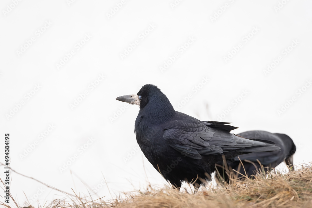 Rook ,Corvus frugilegus. Nice Rook foto on snow.. Rook ,Corvus frugilegus. Nice Rook foto on snow..