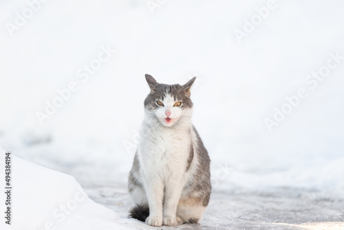 Cat hiding in the deep snow. Cat walking in snow in winter.